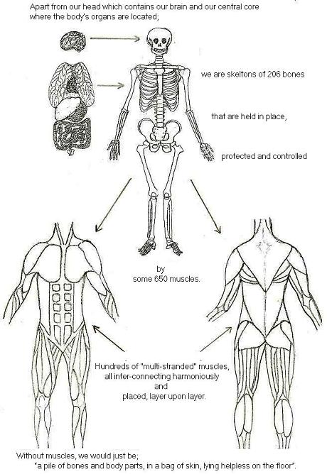 muscles of human body. The Human Body – What is it?